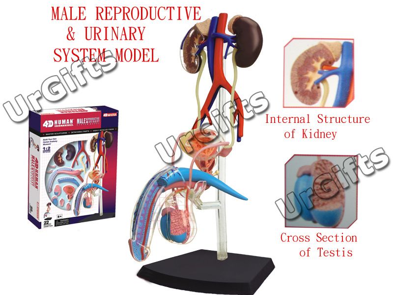 puzzle human anatomy series 1 2 male reproduction system 3d model 22 