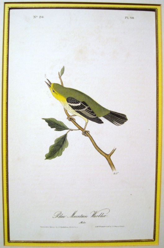 John James Audubon Blue Mountain Warbler 1844  