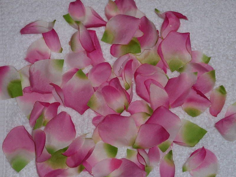 200 Rose Petals~PINK GREEN 2Wedding Flowers Decoration  
